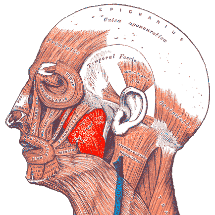 Il muscolo massetere (anatomia di Gray)