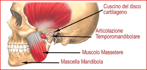 Il 60% della forza masticatoria nasce dai molari: quando mancano, la bocca perde potenza e stabilità. Ed è proprio la zona che le configurazioni All‑on‑4® e All‑on‑6 non riescono a ricostruire.